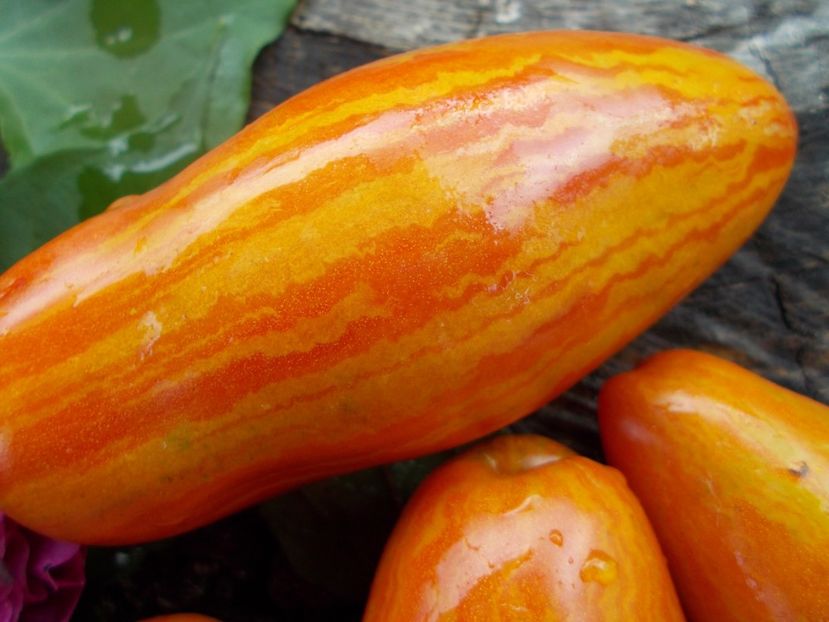  - SEMINTE ROSII - T 569 MARZANO FIRE