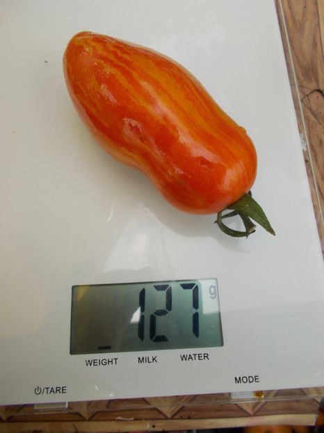  - SEMINTE ROSII - T 569 MARZANO FIRE