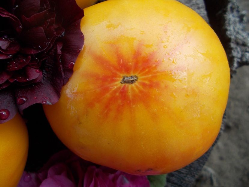  - SEMINTE ROSII - T 600 MARZIPAN GOLD DWARF