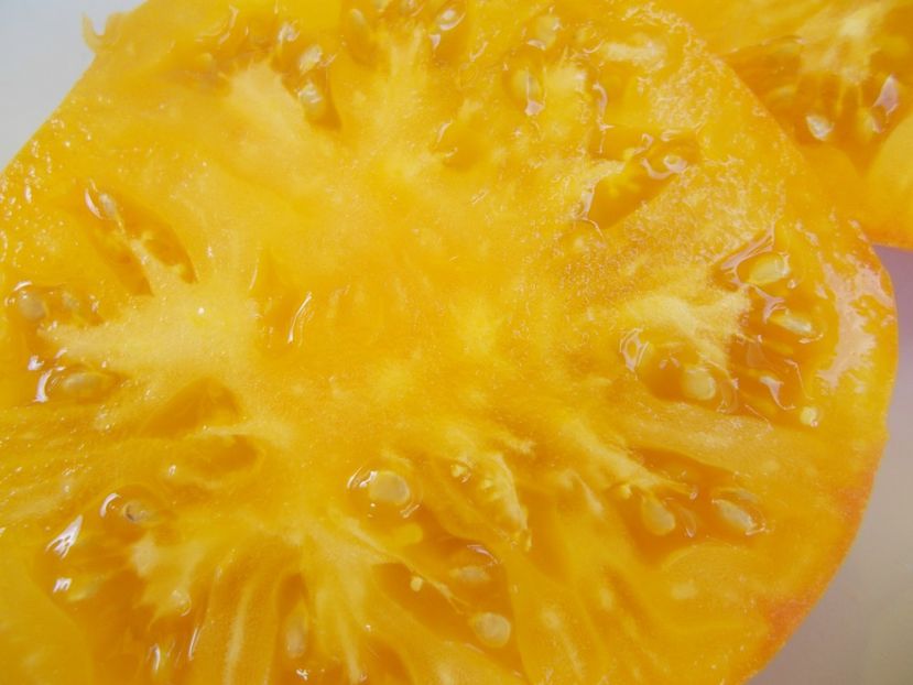  - SEMINTE ROSII - T 600 MARZIPAN GOLD DWARF