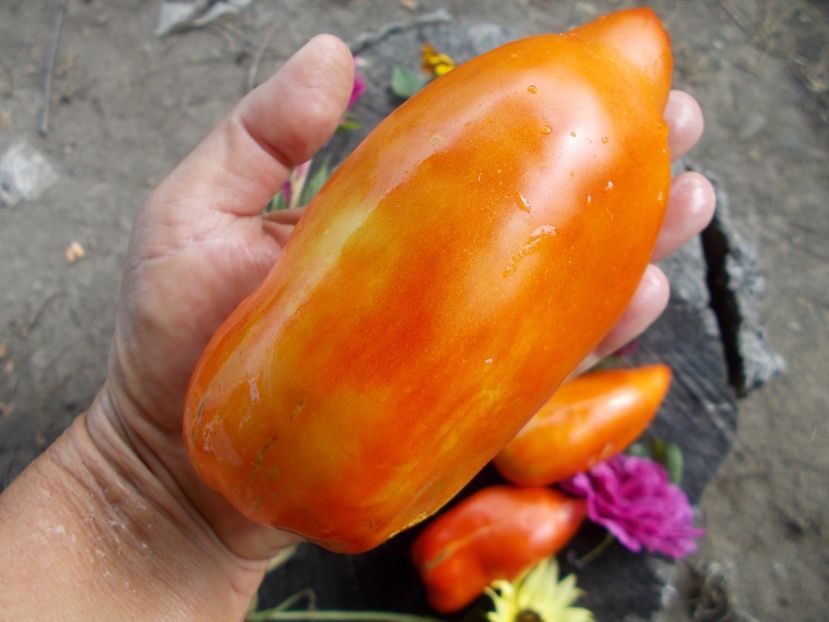  - SEMINTE ROSII - T 416 JERSEY DEVIL