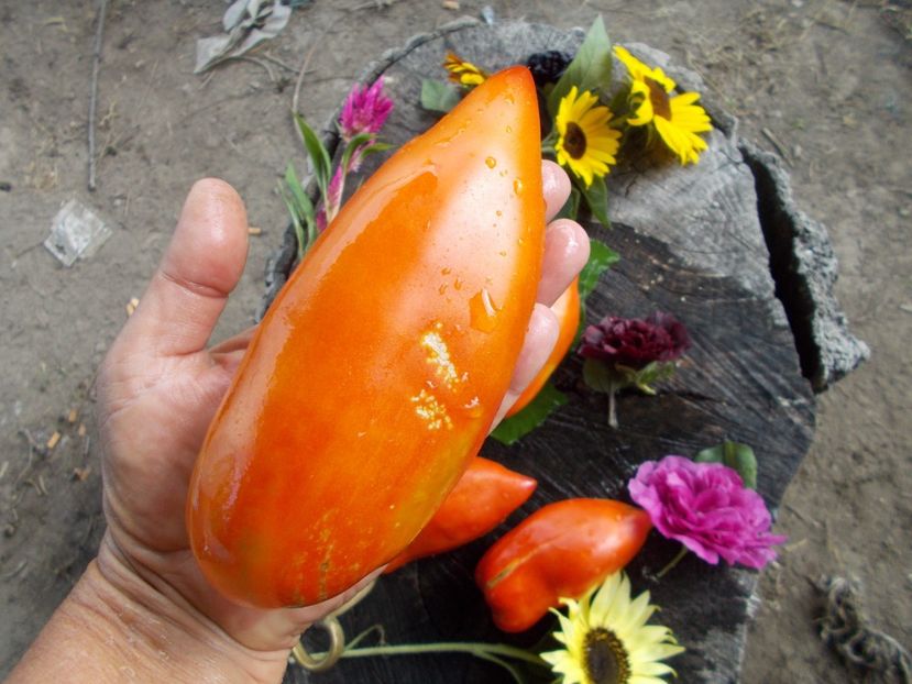  - SEMINTE ROSII - T 416 JERSEY DEVIL