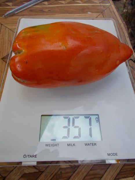  - SEMINTE ROSII - T 416 JERSEY DEVIL