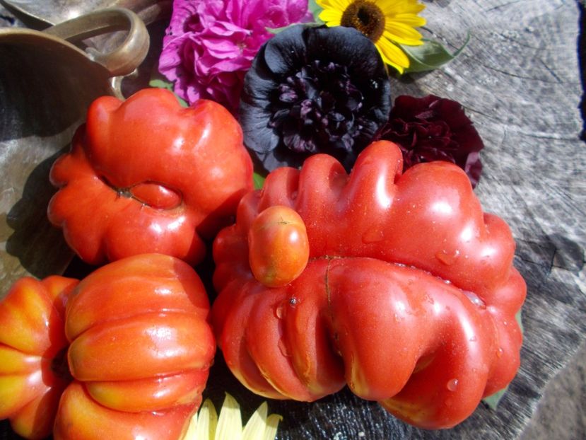  - SEMINTE ROSII - T 550 MORSKAYA ZVEZDA