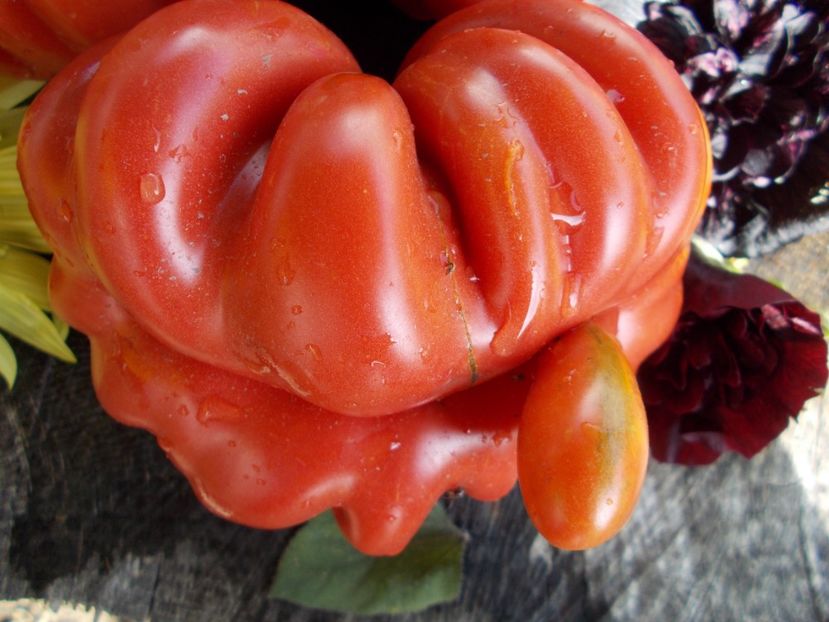  - SEMINTE ROSII - T 550 MORSKAYA ZVEZDA