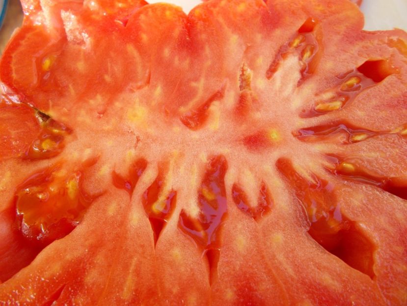  - SEMINTE ROSII - T 550 MORSKAYA ZVEZDA