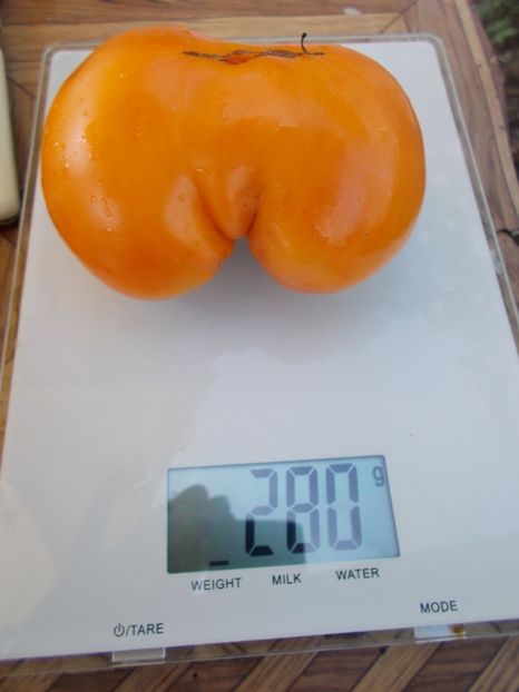  - SEMINTE ROSII - T 554 MYASNOY ZAVTRAK