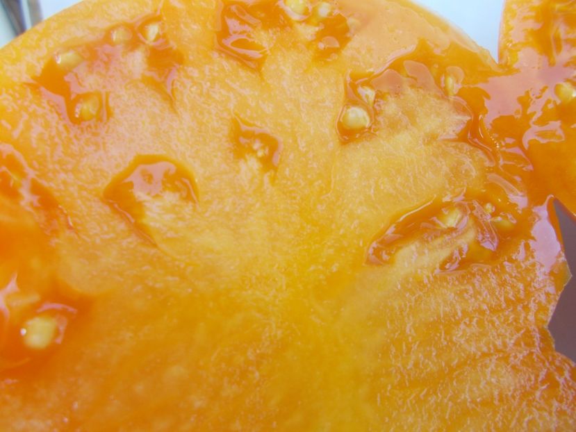  - SEMINTE ROSII - T 554 MYASNOY ZAVTRAK