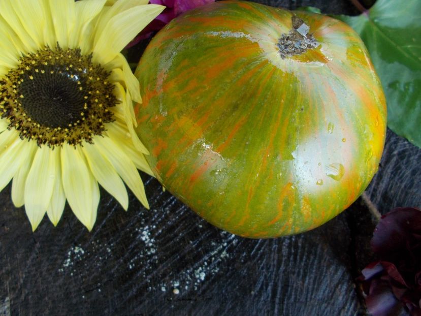  - SEMINTE ROSII - T 508 GREEN BERKELEY TIE DIE