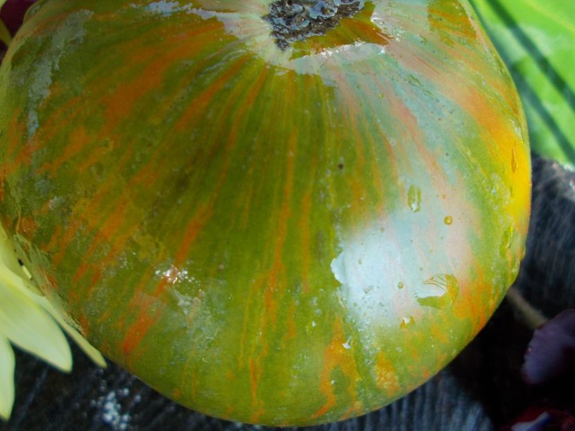  - SEMINTE ROSII - T 508 GREEN BERKELEY TIE DIE