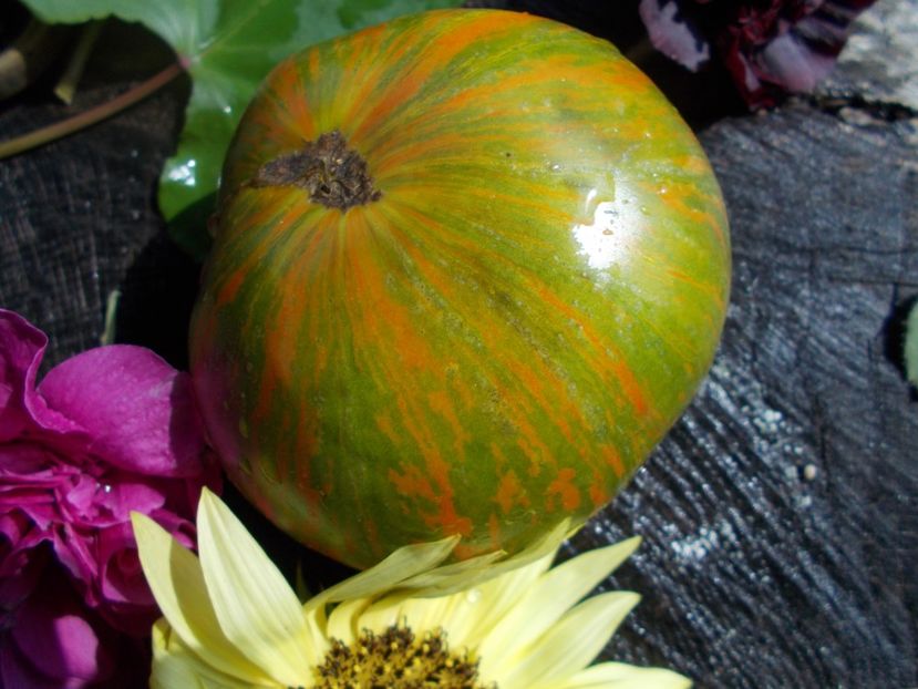  - SEMINTE ROSII - T 508 GREEN BERKELEY TIE DIE