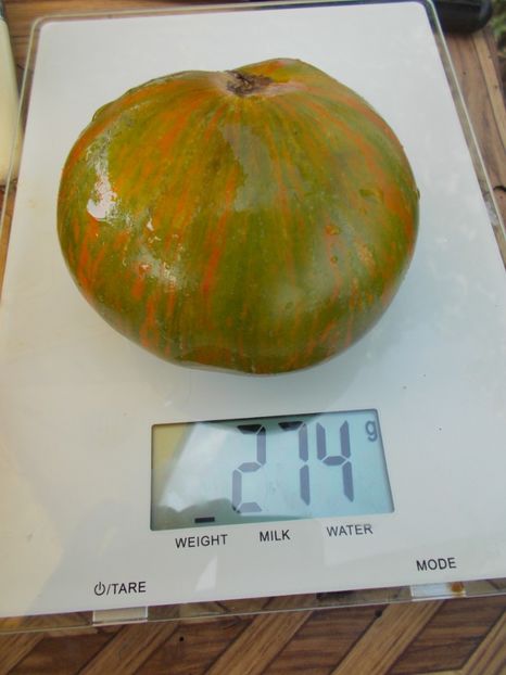  - SEMINTE ROSII - T 508 GREEN BERKELEY TIE DIE