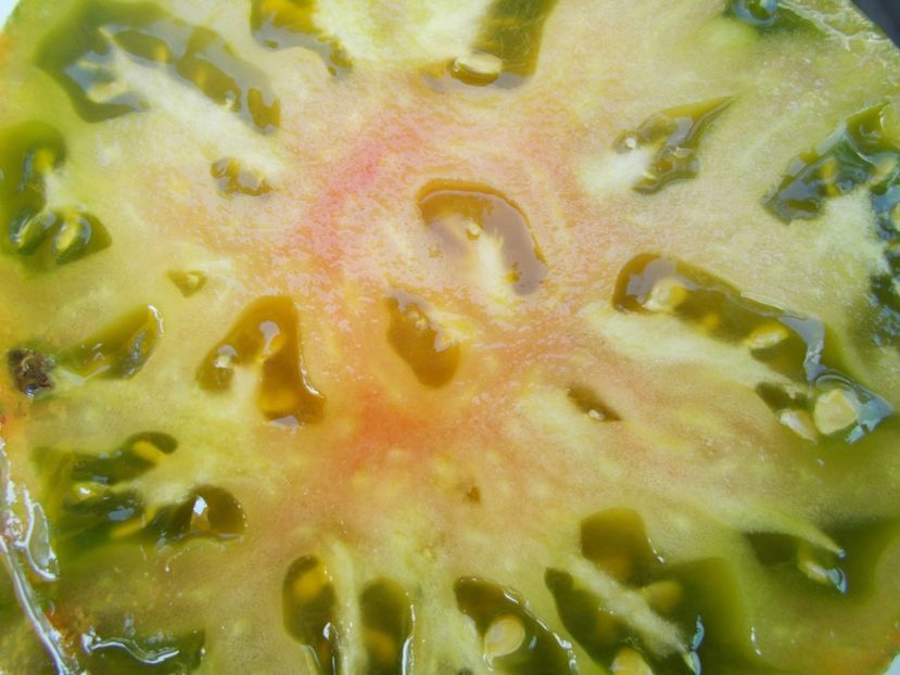  - SEMINTE ROSII - T 508 GREEN BERKELEY TIE DIE