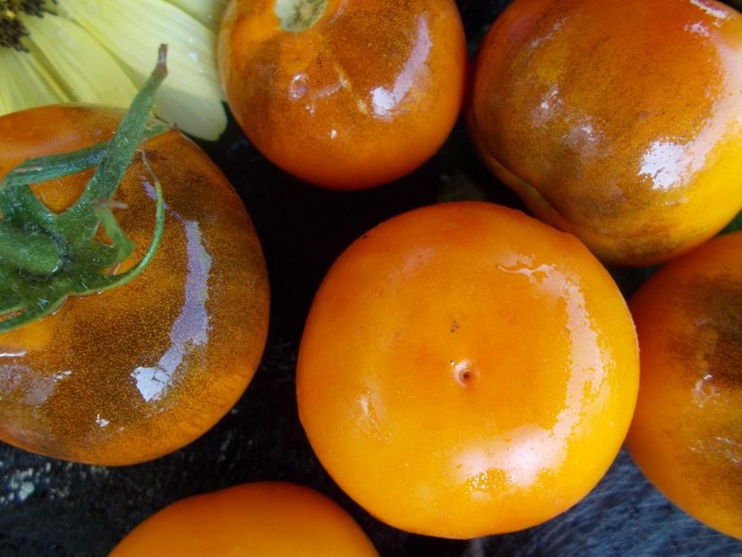  - SEMINTE ROSII - T 558 BLUE AMBROSIA