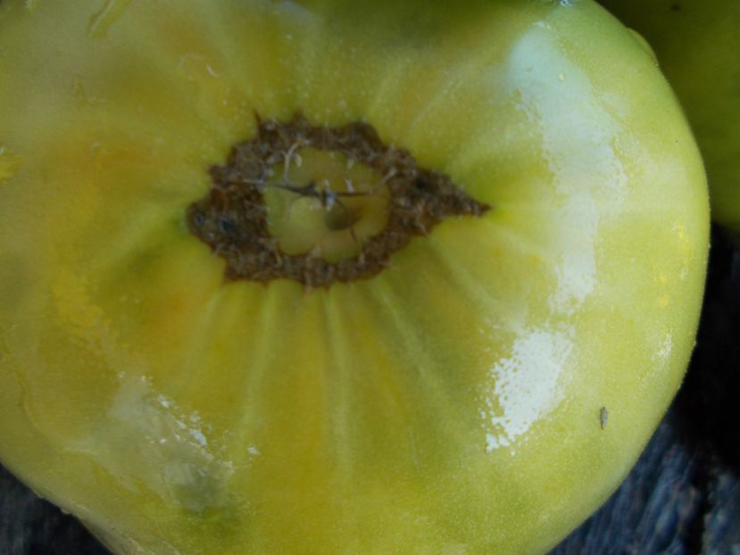  - SEMINTE ROSII - T 445 CHARLIE ST GREEN