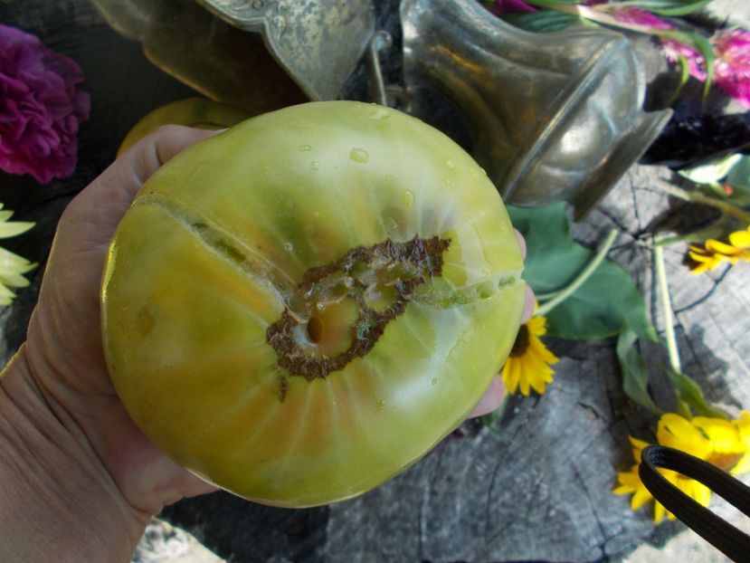  - SEMINTE ROSII - T 445 CHARLIE ST GREEN