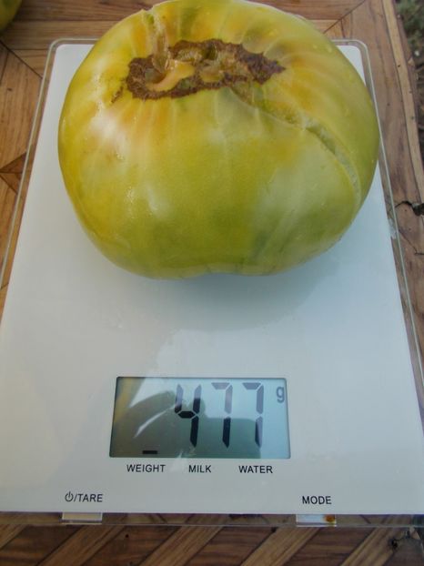  - SEMINTE ROSII - T 445 CHARLIE ST GREEN