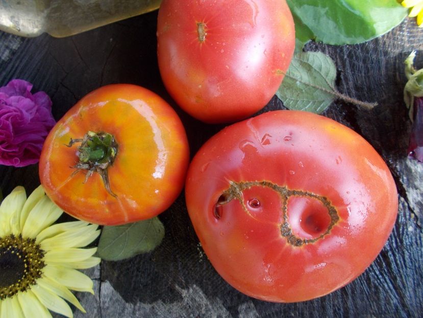  - SEMINTE ROSII - T 468 BRANDYWINE COWLICK S