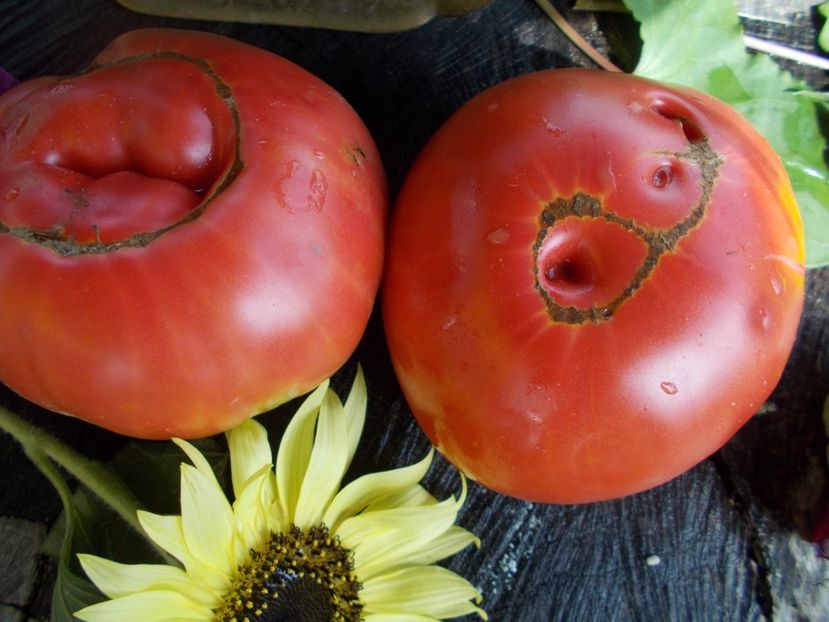  - SEMINTE ROSII - T 523 BULGARIAN HALA