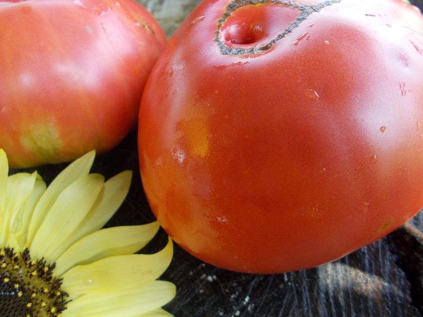  - SEMINTE ROSII - T 523 BULGARIAN HALA