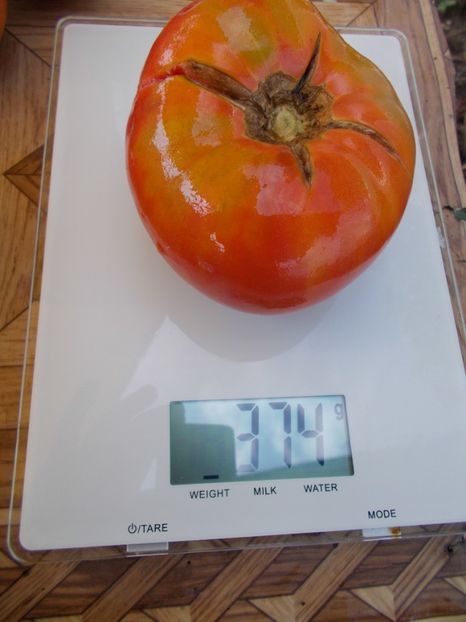  - SEMINTE ROSII - T 523 BULGARIAN HALA