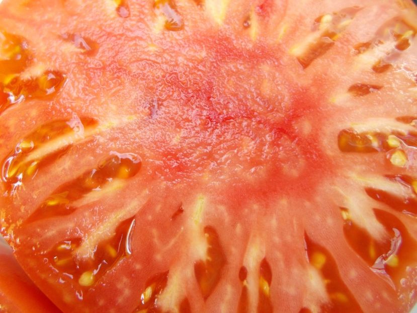  - SEMINTE ROSII - T 523 BULGARIAN HALA