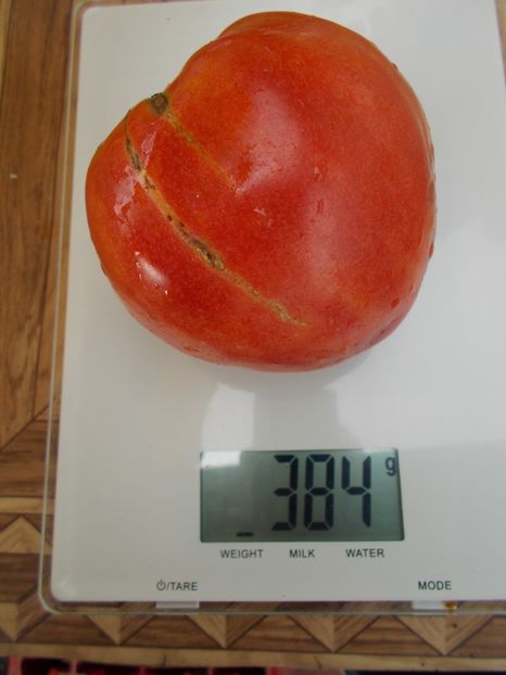  - SEMINTE ROSII - T 536 GRANDPA S COK S PLUME