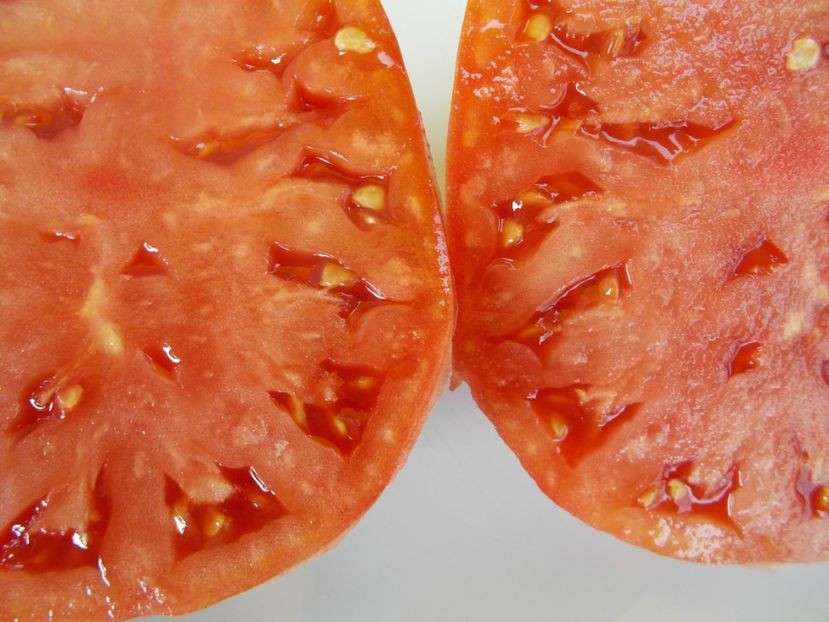  - SEMINTE ROSII - T 536 GRANDPA S COK S PLUME