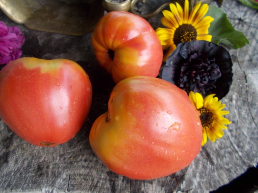  - SEMINTE ROSII - T 551 MINUSINK WOLOWJE SERDTSE