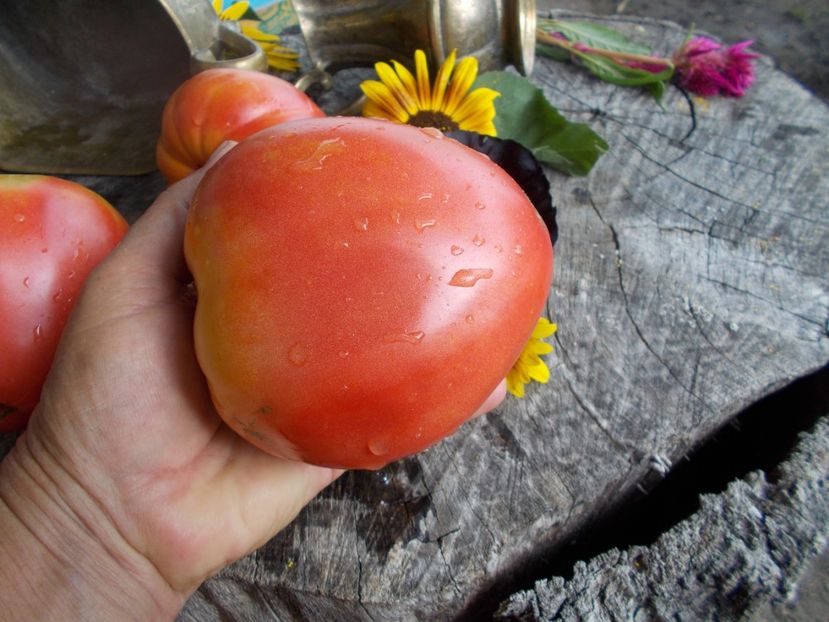  - SEMINTE ROSII - T 551 MINUSINK WOLOWJE SERDTSE