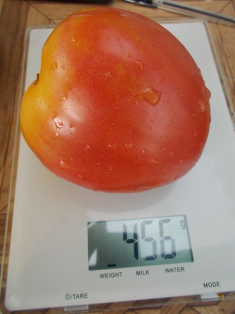  - SEMINTE ROSII - T 551 MINUSINK WOLOWJE SERDTSE