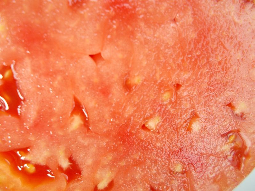  - SEMINTE ROSII - T 551 MINUSINK WOLOWJE SERDTSE