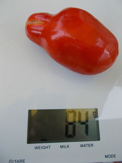  - SEMINTE ROSII - T 582 LUDWIG XVII - ghiveci