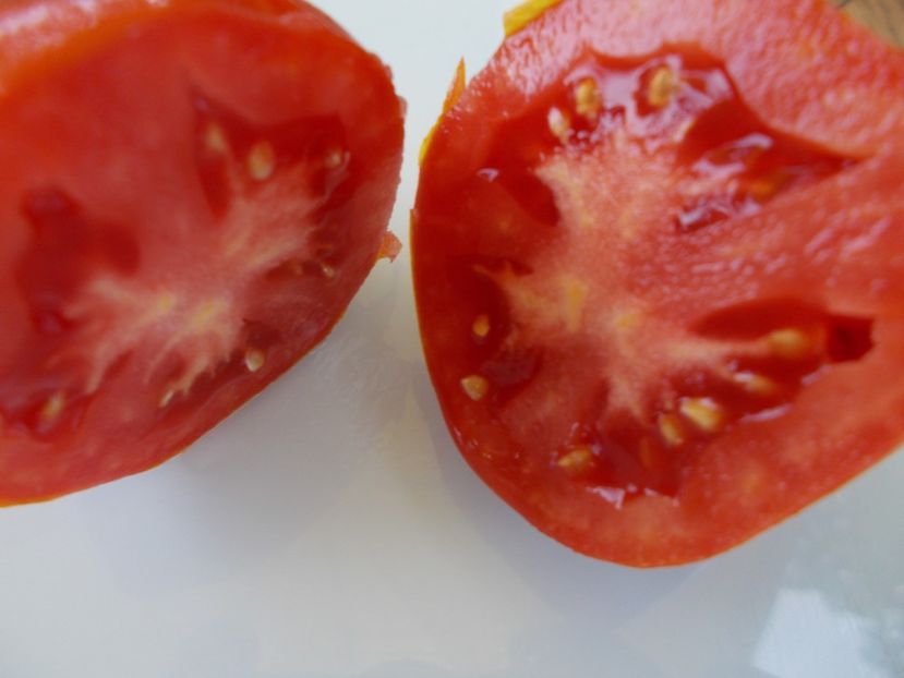  - SEMINTE ROSII - T 582 LUDWIG XVII - ghiveci