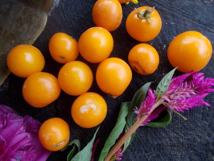  - SEMINTE ROSII - T 484 STICK JAUNE