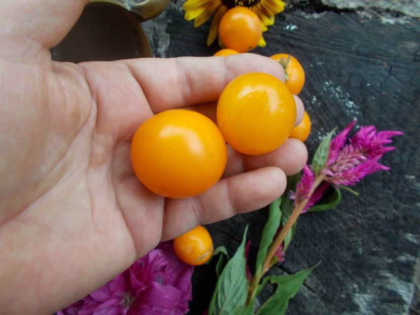  - SEMINTE ROSII - T 484 STICK JAUNE