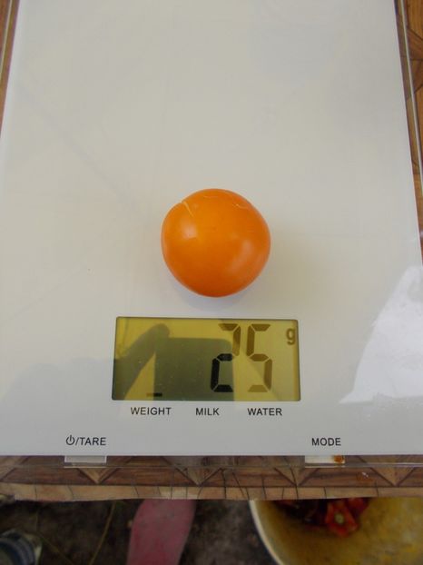  - SEMINTE ROSII - T 484 STICK JAUNE