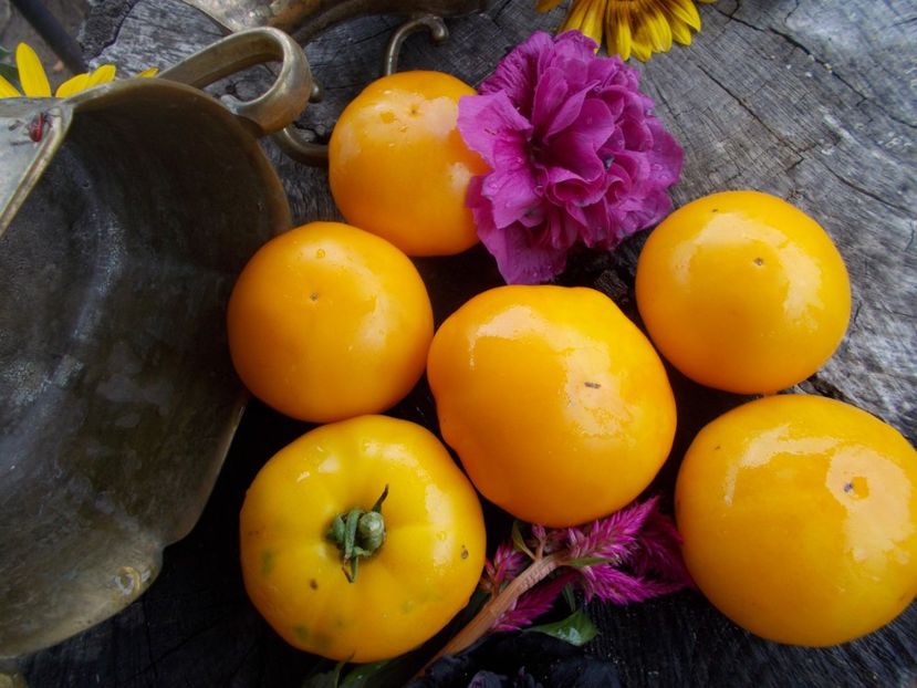  - SEMINTE ROSII - T 480 MARMANDE JAUNE