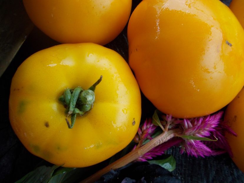  - SEMINTE ROSII - T 480 MARMANDE JAUNE