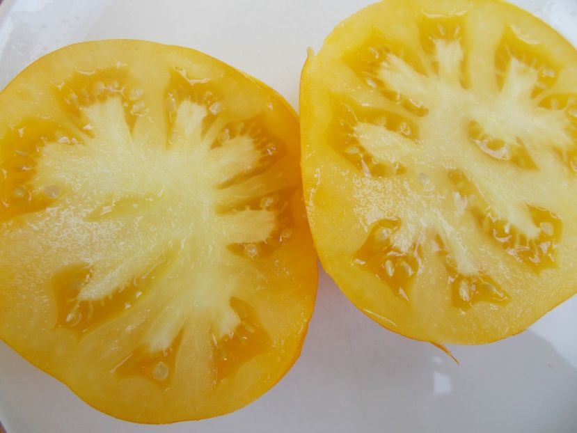  - SEMINTE ROSII - T 480 MARMANDE JAUNE