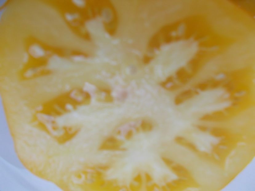  - SEMINTE ROSII - T 480 MARMANDE JAUNE