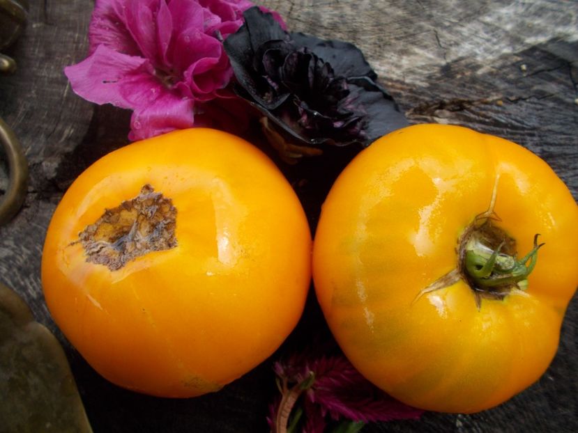  - SEMINTE ROSII - T 553 LIMONNY - AUS TAIGA