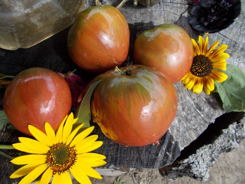  - SEMINTE ROSII - T 529 BRAD S BLACK HEART