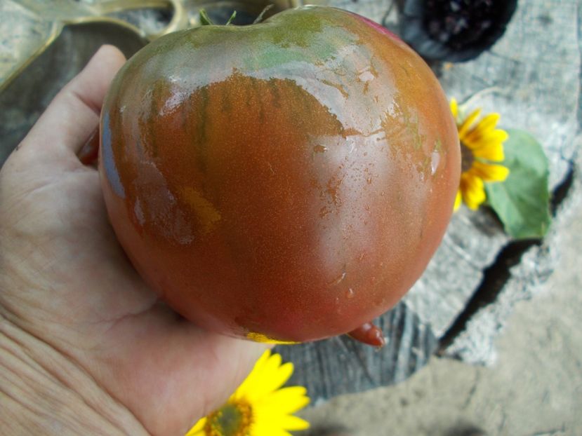  - SEMINTE ROSII - T 529 BRAD S BLACK HEART