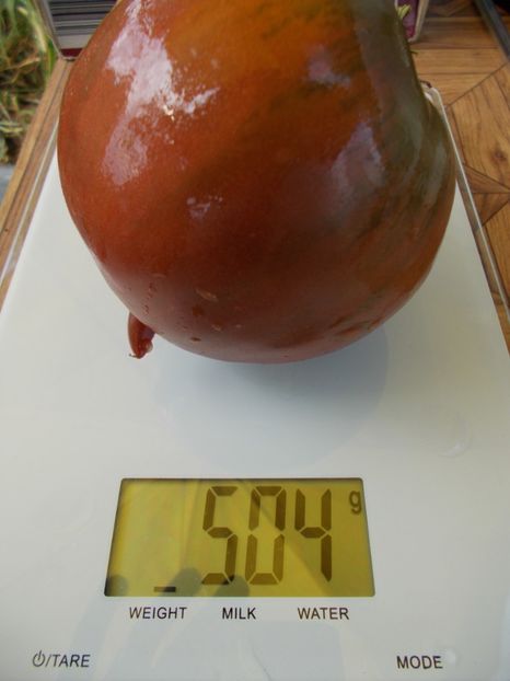  - SEMINTE ROSII - T 529 BRAD S BLACK HEART