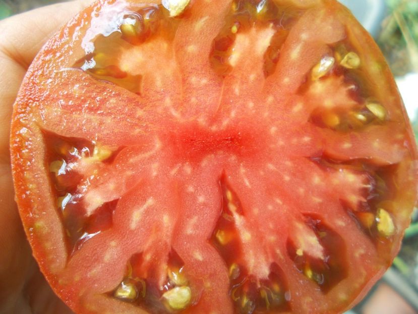  - SEMINTE ROSII - T 529 BRAD S BLACK HEART