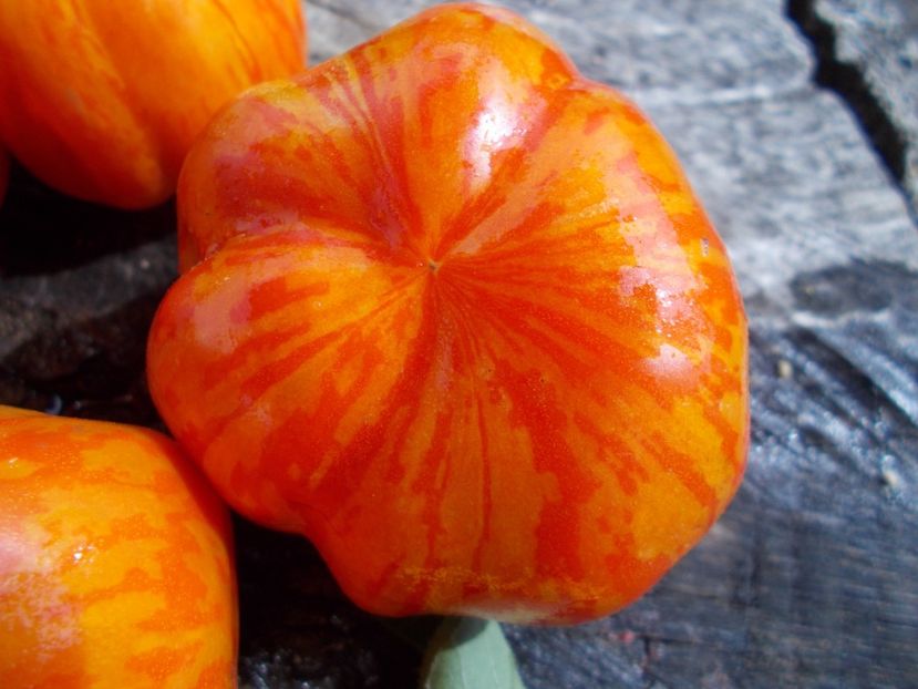  - SEMINTE ROSII - T 479 SCHERKHAN