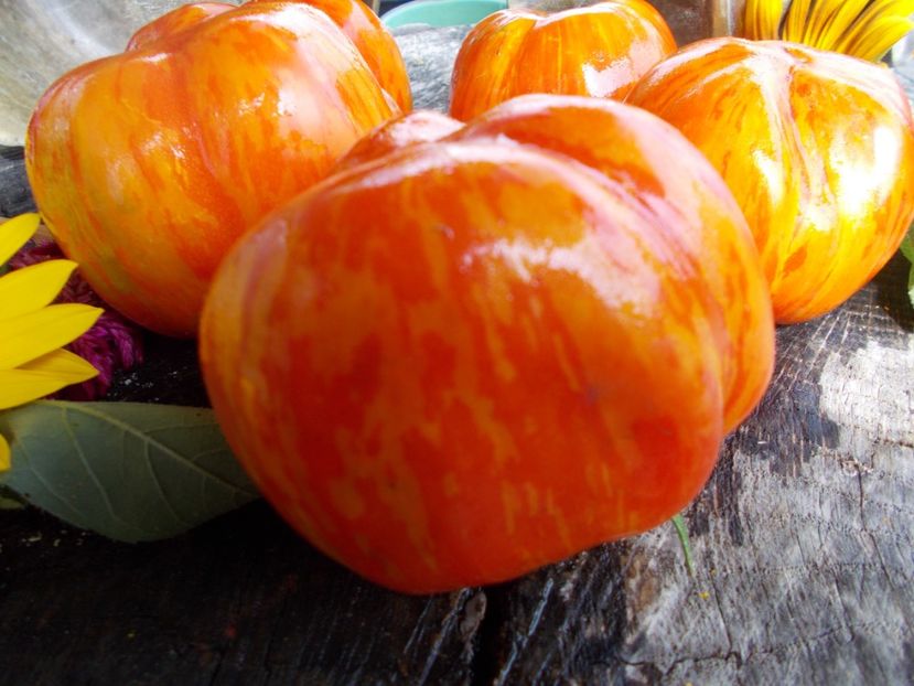  - SEMINTE ROSII - T 479 SCHERKHAN