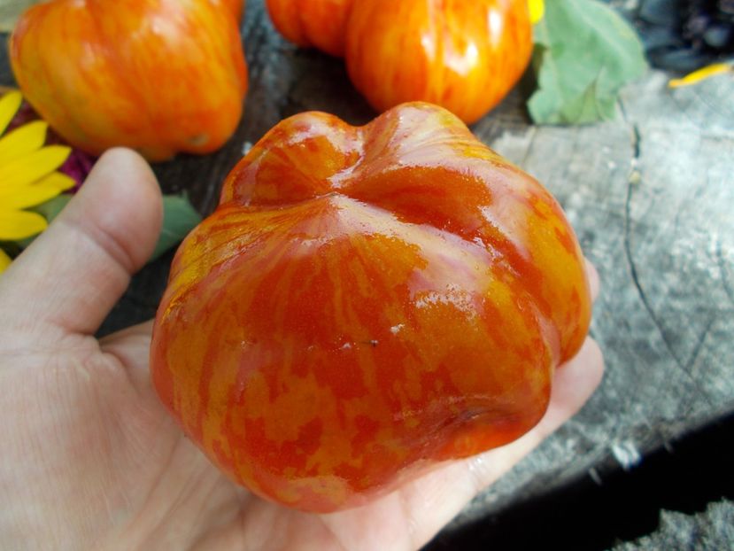  - SEMINTE ROSII - T 479 SCHERKHAN