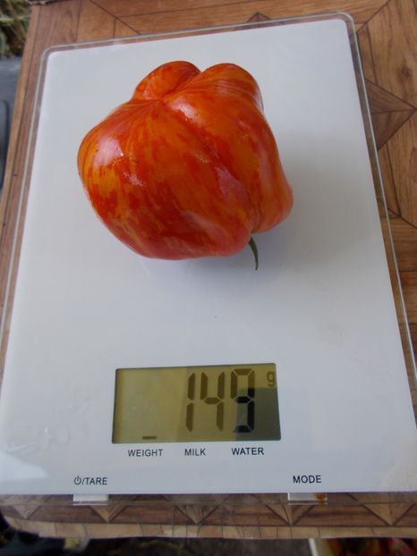  - SEMINTE ROSII - T 479 SCHERKHAN